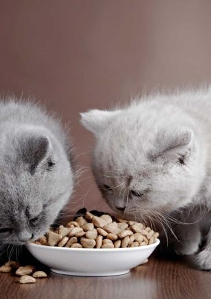 تغذیه بچه گربه