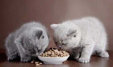تغذیه بچه گربه